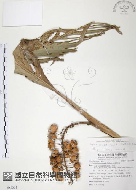 月桃、艷山姜、玉桃藏品圖，第1張