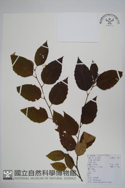 亮葉樺藏品圖，第1張