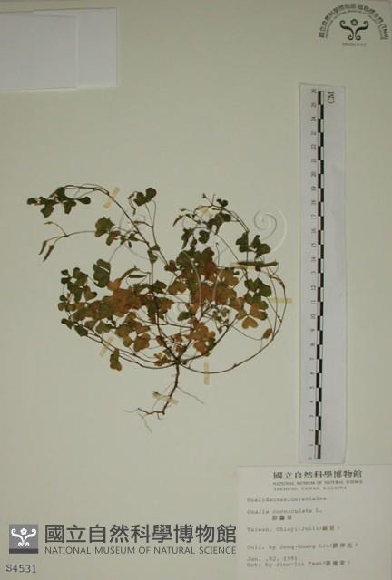 酢漿草藏品圖，第1張