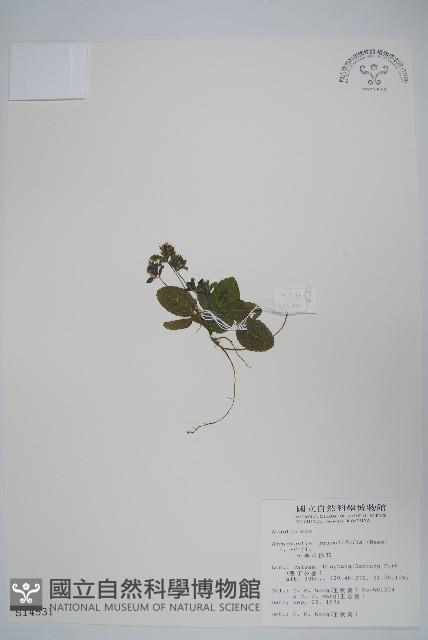 恆春半插花藏品圖，第1張