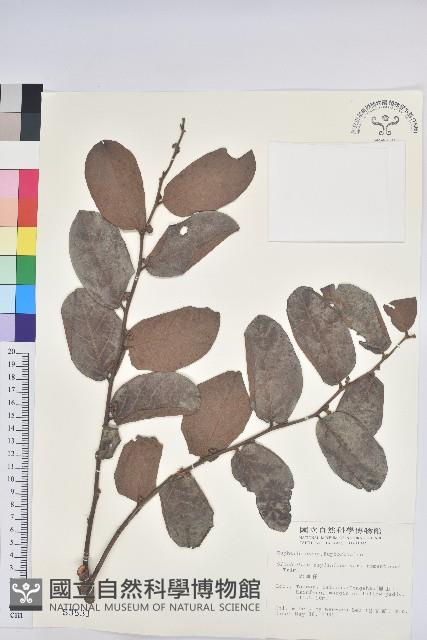 赤血仔藏品圖，第1張