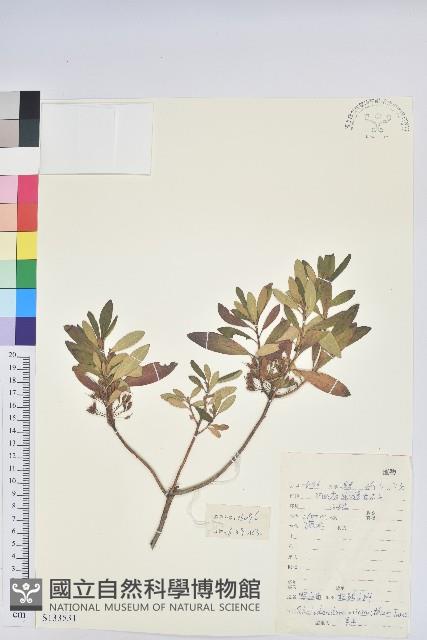 照白杜鵑藏品圖，第1張