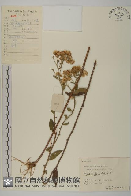 微糙三脈紫菀藏品圖，第1張