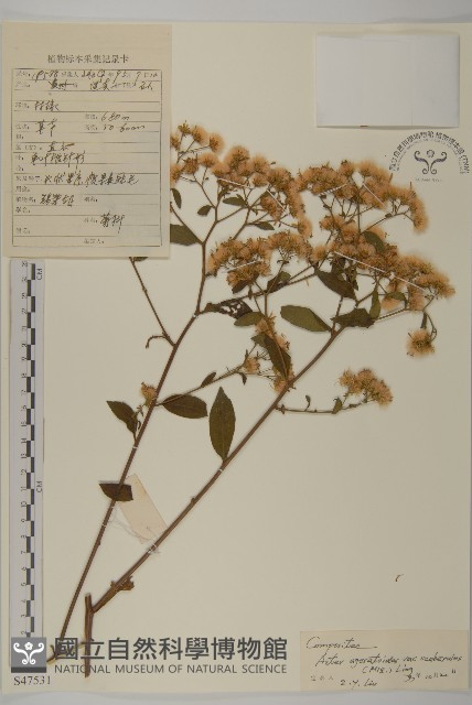 微糙三脈紫菀藏品圖，第1張