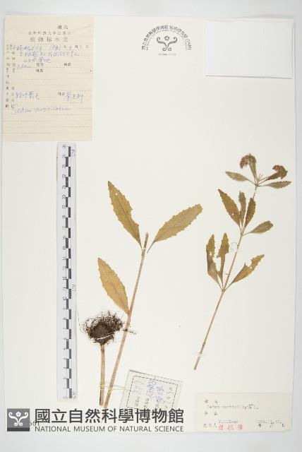 輪葉景天藏品圖，第1張