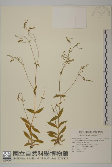 高山卷耳藏品圖，第1張