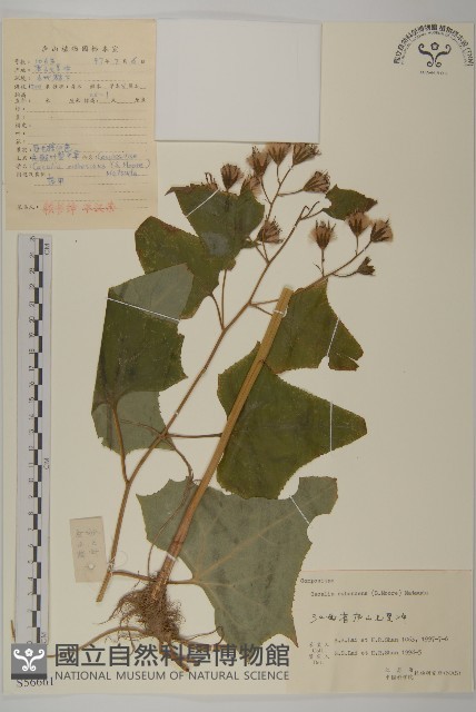 矢鏃葉蟹甲草藏品圖，第1張