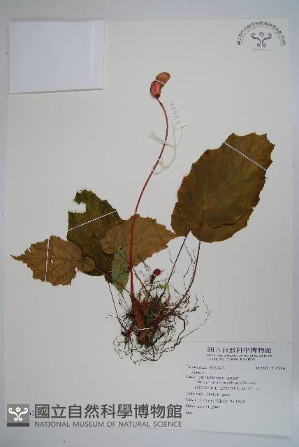 登錄號:S125661藏品圖，第1張