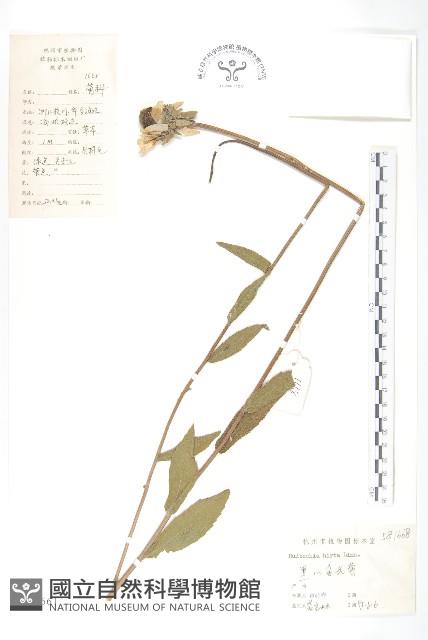 黑心金光菊藏品圖，第1張