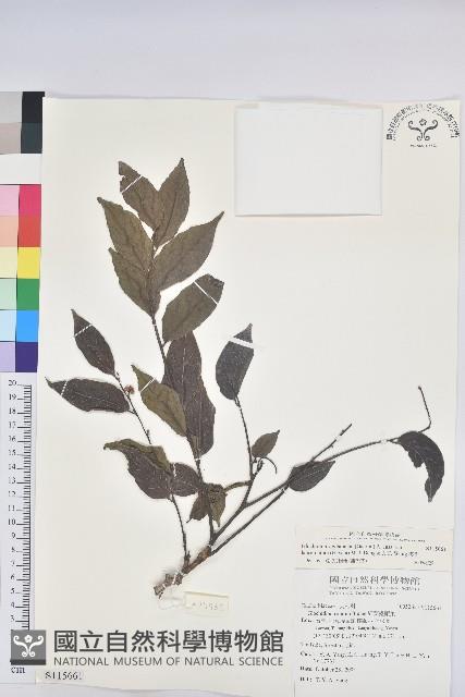 披針葉饅頭果藏品圖，第1張