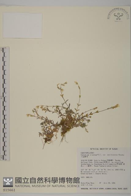 玉山卷耳藏品圖，第1張