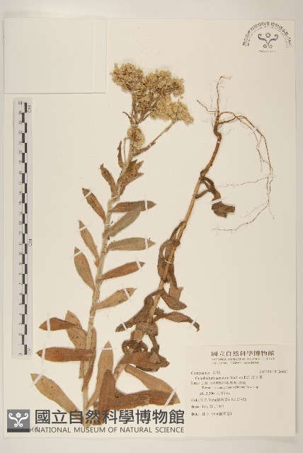 紅面番藏品圖，第1張