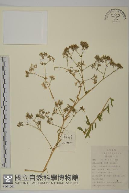 Accession Number:S104661 Collection Image, Figure 1, Total 2 Figures