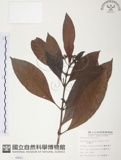 九節木、牛屎烏、青龍吐霧藏品圖，第1張