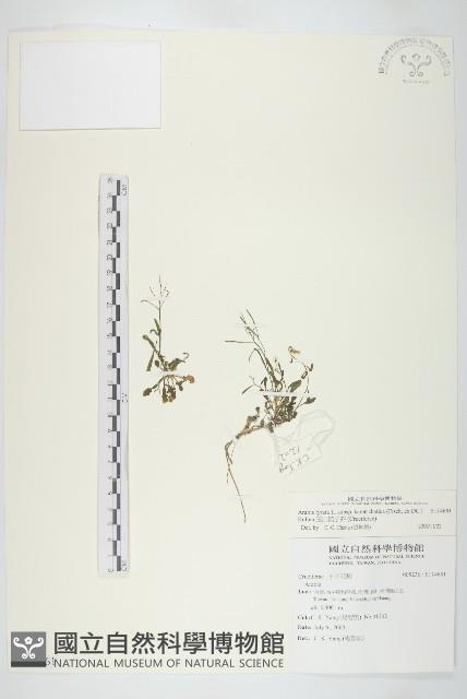 玉山筷子芥藏品圖，第1張