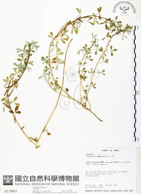 三葉木藍藏品圖，第1張