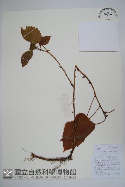 三角咪草藏品圖，第1張