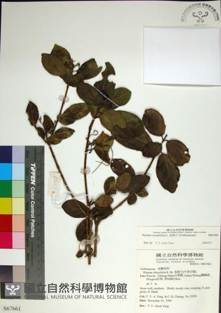 臭娘子藏品圖，第1張