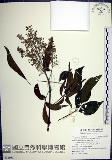 山埔姜藏品圖，第1張