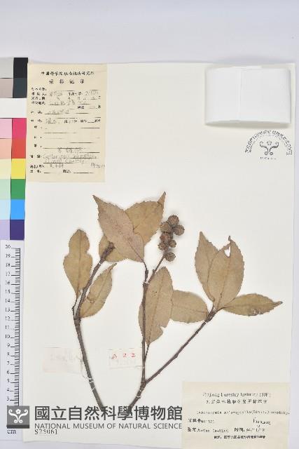 苦櫧栲藏品圖，第1張