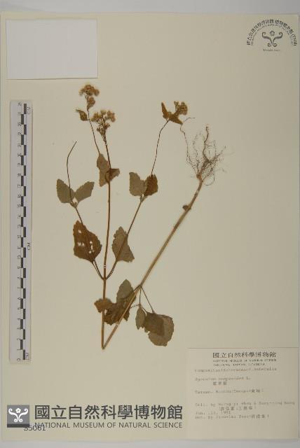 霍香薊藏品圖，第1張