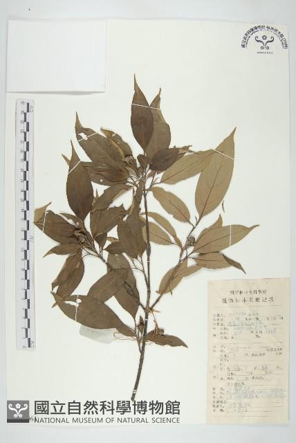 尖葉四照花藏品圖，第1張