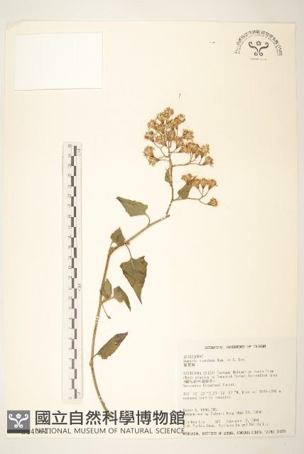 蔓黃菀藏品圖，第1張