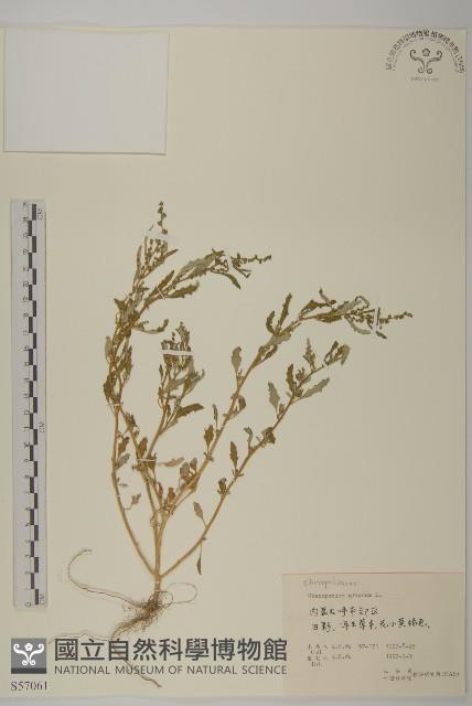 灰綠藜藏品圖，第1張