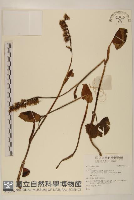 登錄號:S137061藏品圖，第1張