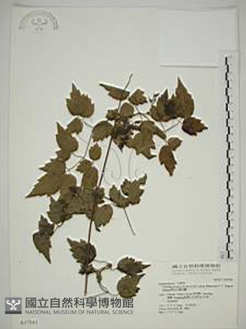 梨山小蓑衣藤藏品圖，第1張