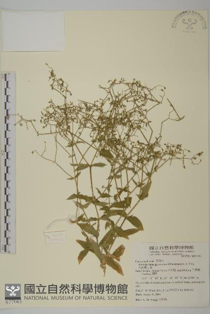 高山無心菜藏品圖，第1張