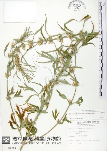 益母草藏品圖，第1張