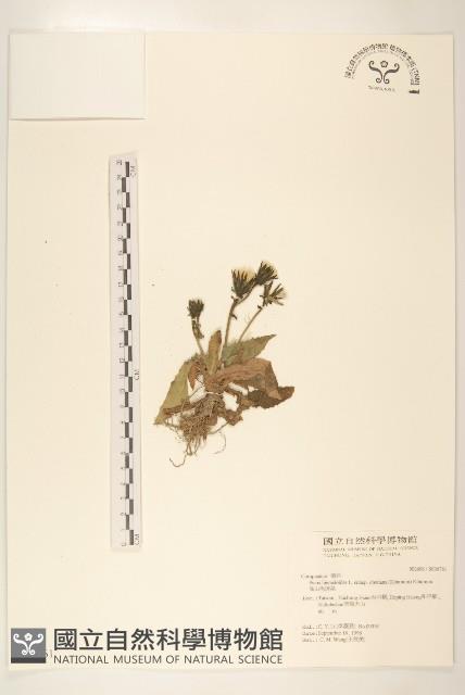 高山毛蓮菜藏品圖，第1張