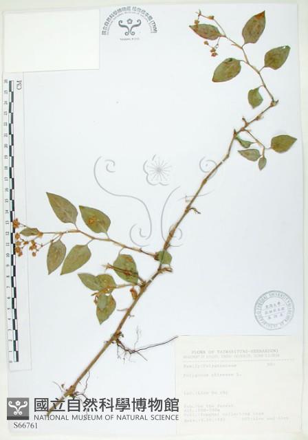 火炭母草、清飯藤藏品圖，第1張