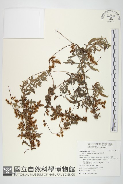 中國菟絲子藏品圖，第1張