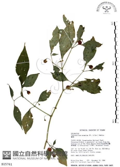 龍珠藏品圖，第1張