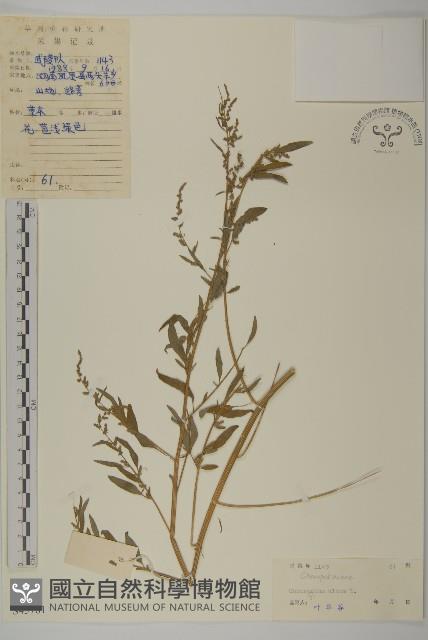 藜、灰藜藏品圖，第1張