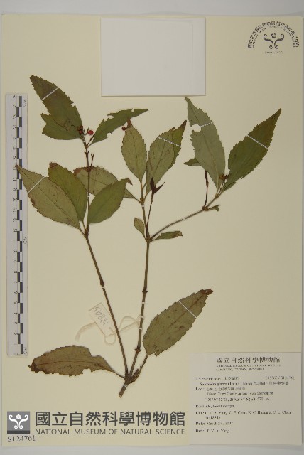 草珊瑚、紅果金粟蘭藏品圖，第1張