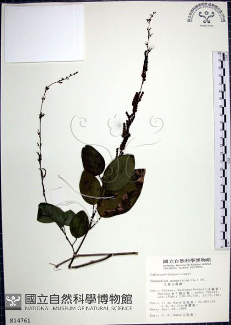 大葉山螞蝗藏品圖，第1張