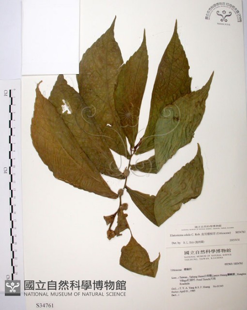 食用樓梯草藏品圖，第1張