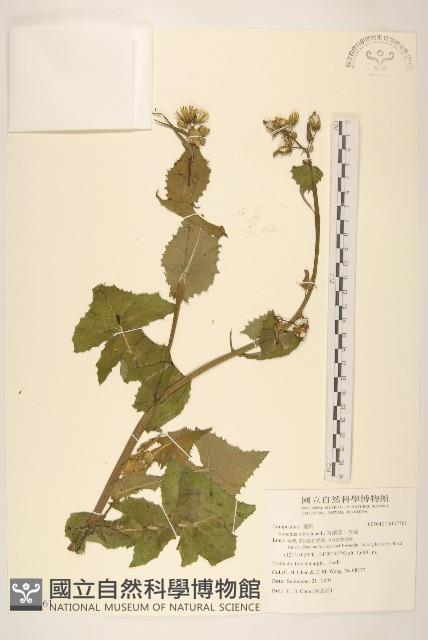 苦滇菜、苦菜藏品圖，第1張