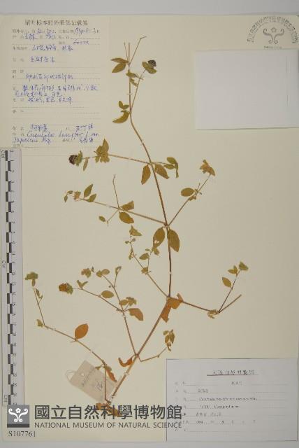 狗筋蔓藏品圖，第1張