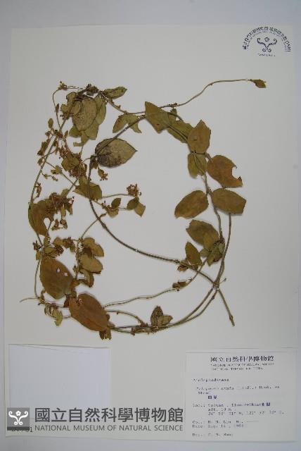 鷗蔓藏品圖，第1張