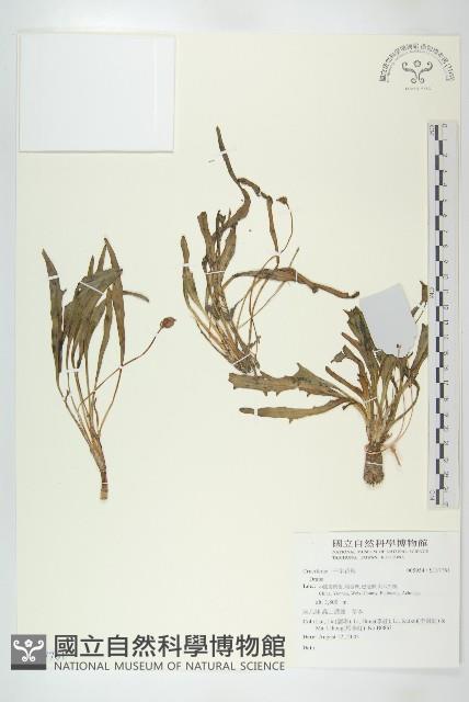 登錄號:S137761藏品圖，第1張