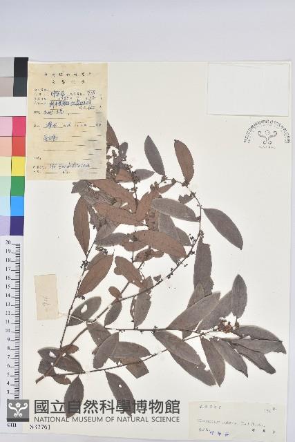 紅毛饅頭果藏品圖，第1張