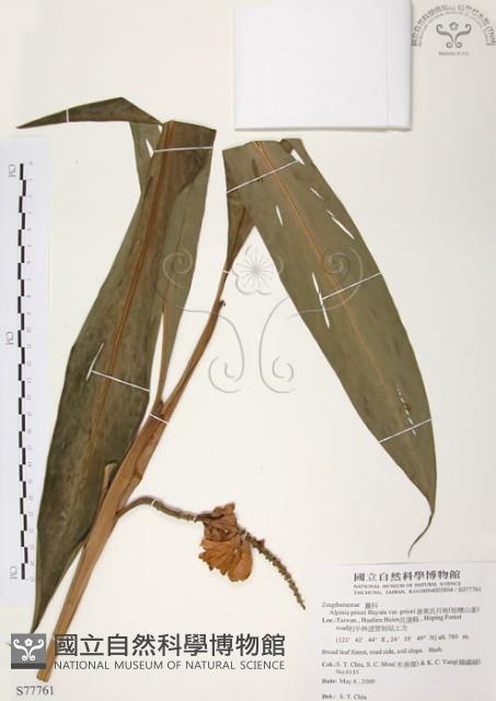 普萊氏月桃、短穗山姜藏品圖，第1張