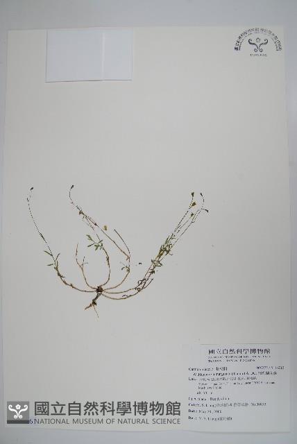 細葉蘭花參藏品圖，第1張