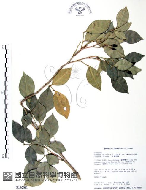 長果月橘藏品圖，第1張