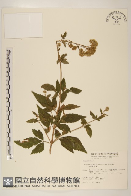 臺灣澤蘭藏品圖，第1張