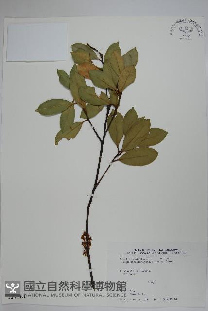 革葉冬青藏品圖，第1張